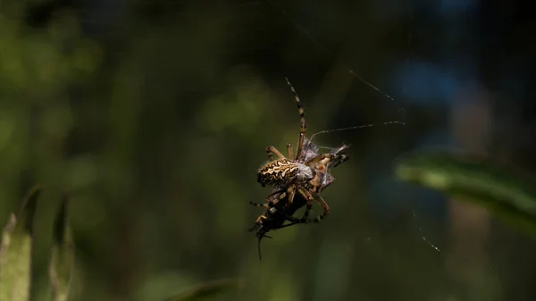 Eine Spinne verwebt ihre Beute in einem Kokon auf unscharfem grünem Hintergrund. Kreativ. Spinnenopfer im Netz eines Sommerfeldes. — Stockfoto