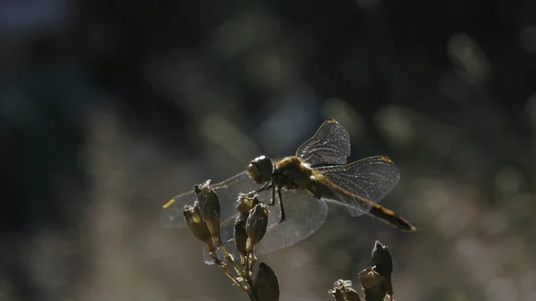Detailní záběr vážky na rostlině. Kreativní. Vážka sedí v horkém dni na zavřených pupenech rostlin. Makrokosmos letní louky — Stock fotografie