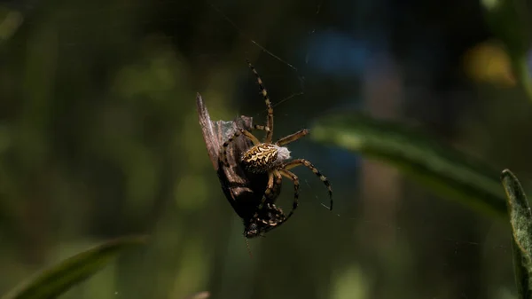 Pająk splata ofiarę w kokon na rozmazanym zielonym tle. Kreatywny. Ofiara pająka w sieci na letnim polu. — Zdjęcie stockowe