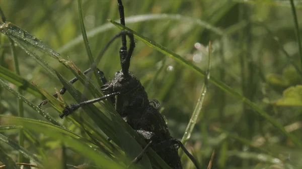 Large locust in grass. Creative. Big black beetle in grass during rain. Beetle or locust sits in grass in rain. Macrocosm of summer meadow — Stock Photo, Image