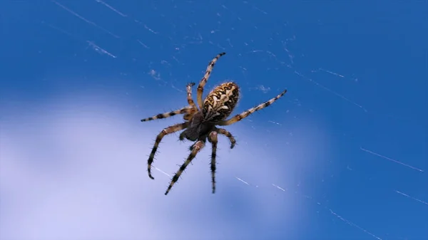 Webの中央にクモと夏の自然の風景。創造的だ。青い背景にクモの巣を閉じます. — ストック写真