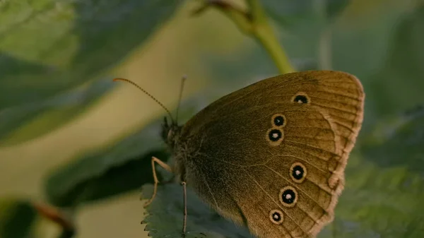 A pillangó a zöld növényen ül nyáron. Kreatív. A barna pillangó zöld leveleken ül. A nyári rét makrokozmosza — Stock Fotó