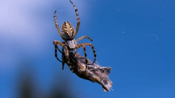 Close up de uma aranha com uma vítima capturada na natureza turva e fundo azul do céu. Criativa. Aranha pegando sua comida. — Fotografia de Stock