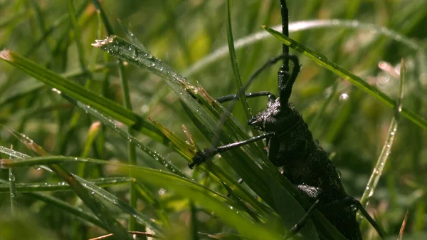 Schnurrbart-Heuschrecken im Gras. Kreativ. Ein großes Insekt von grünem Schatten sitzt im grünen Gras und klammert sich mit seinen Pfoten daran. — Stockfoto