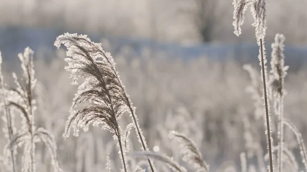 Close-up van de oren van gerst bewogen door de wind, natuurlijk organisch voedsel en landbouw concept. Creatief. Witte oren tegen de zon creëren effect van besneeuwd veld. — Stockfoto