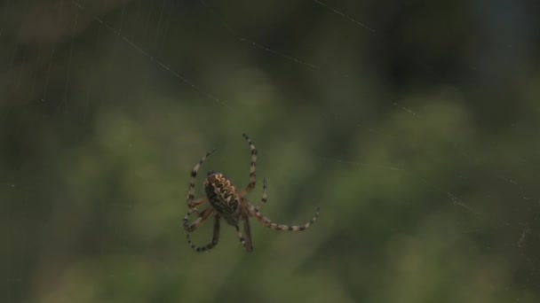 El primer plano de la araña minúscula en la tela sobre el fondo verde desenfocado del prado veraniego. Creativo. Pequeño insecto en el campo. — Vídeos de Stock