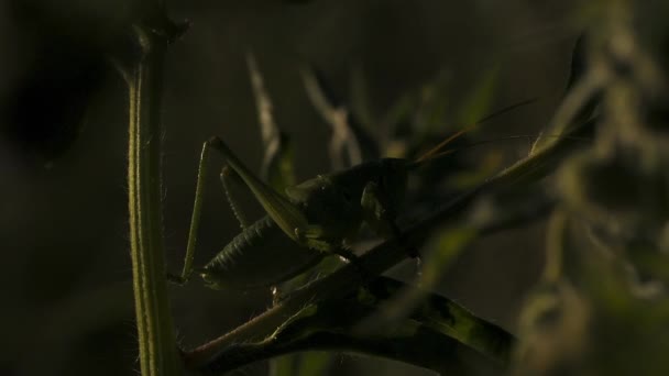 Egy szöcske üldögél a fűben egy nyári napsütéses napon. Kreatív. Egy kis zöld rovar közelről, vad természet koncepció. — Stock videók