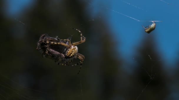 Una araña teje a su presa en un capullo sobre un fondo verde borroso. Creativo. Víctima de araña en una red en un campo de verano. — Vídeos de Stock