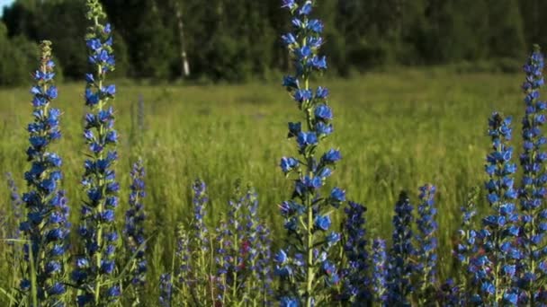 Blue lupine flowers in the green summer meadow. Creative. Close up of fresh and beautiful flowers in the field under the shining sun. — Stock Video