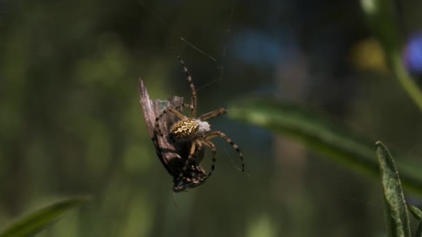 Una araña teje a su presa en un capullo sobre un fondo verde borroso. Creativo. Víctima de araña en una red en un campo de verano. — Vídeos de Stock