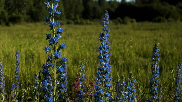 Blaue Lupinen blühen auf der grünen Sommerwiese. Kreativ. Nahaufnahme von frischen und schönen Blumen auf dem Feld unter der strahlenden Sonne. — Stockfoto