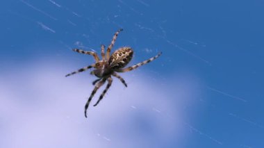 Ağın ortasında bir örümceğin olduğu doğal yaz manzarası. Yaratıcı. Bulanık yeşil arka planda bir örümceğe yaklaş.