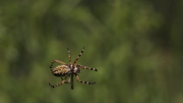 Paisaje natural de verano con una araña en el centro de la web. Creativo. Primer plano de una araña sobre un fondo verde borroso. — Vídeos de Stock