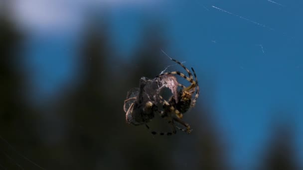 Primer plano de una araña con una víctima capturada en la naturaleza borrosa y el fondo azul del cielo. Creativo. Araña captura su comida. — Vídeos de Stock