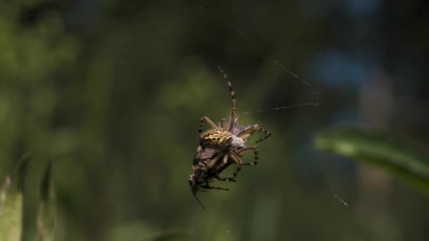 여름 목초지의 초록색 배경에 있는 거미줄에 붙어 있는 작은 거미의 모습을 가까이 서 관찰 할 수있습니다. 창의 성. 들에 있는 작은 곤충 과 그 희생자. — 비디오