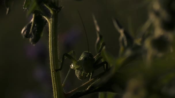 Кузнечик сидит в траве в летний солнечный день. Творческий подход. Маленькое зеленое насекомое вблизи, дикая природа концепции. — стоковое видео