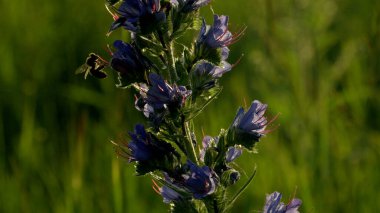 Mor çiçek. Yaratıcı. Yanında bir eşekarısının dönüp polen toplamak için oturduğu güzel uzun bir çiçek..
