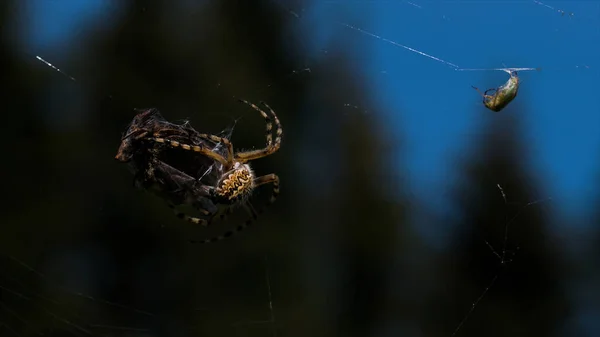 夏の牧草地の緑に焦点を当てた背景にあるWeb上の小さなクモのクローズアップ。創造的だ。現場の小さな虫とその被害者. — ストック写真