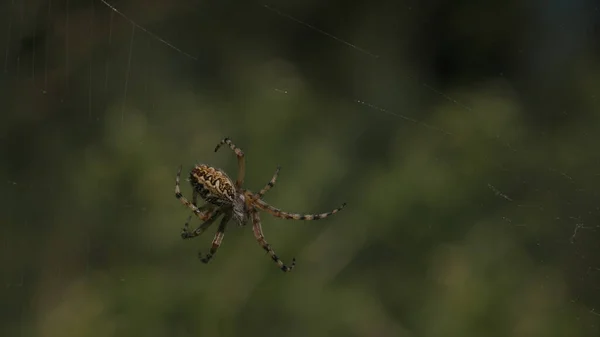 El primer plano de la araña minúscula en la tela sobre el fondo verde desenfocado del prado veraniego. Creativo. Pequeño insecto en el campo. — Foto de Stock