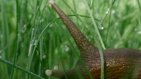 Egy csiga ül a zöld nyári fűben. Kreatív. Egy hosszú, vastag bajuszú rovar ül a fűben, amelyen kis esőcseppek vannak.. — Stock Fotó