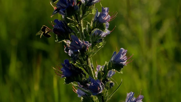 Flor púrpura. Creativo. Una hermosa flor larga junto a la cual una avispa gira y se sienta a recoger polen. — Foto de Stock