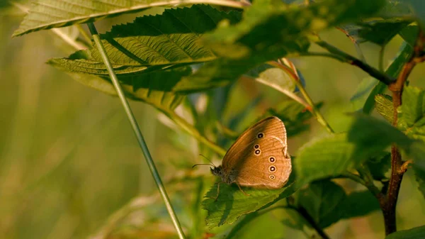 Ein Schmetterling sitzt auf einer Blume. Kreativ. Leuchtende Schmetterlinge in der Natur sitzen im Sommer auf Blumen im Gras. — Stockfoto