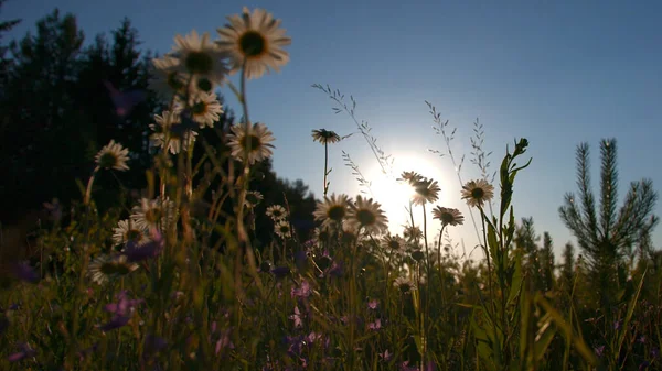 Ein Feld mit sonnigen Blumen. Kreativ. Schöne kleine Sommerblumen - Gänseblümchen, auf die die hellen Sonnenstrahlen scheinen und die sich bis zur Sonne erstrecken. — Stockfoto