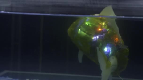 鱼机器人。人类发展报告处。一条带着轻鳍的绿色鱼在一个轻便的小水族馆里游来游去. — 图库视频影像