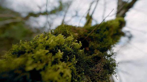 Gros plan de la mousse verte sur l'arbre. L'action. Couverture épaisse de mousse sur le tronc de l'arbre. Belle mousse verte sur l'arbre dans la forêt d'été — Photo