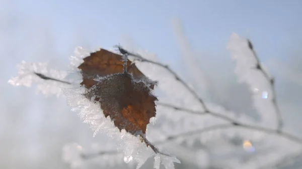 Detailní záběr krásné větve stromu v mrazu. Kreativní. Větev stromu pokrytá mrazem. Zimní mráz na větvích stromů za slunečného dne — Stock fotografie
