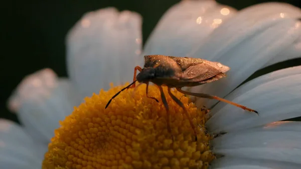 Bir çiçeğin üzerinde oturan büyük koyu renkli bir böcek. Yaratıcı. Büyük bir böcek papatyanın üzerinde oturuyor ve yavaşça ona doğru ilerliyor.. — Stok fotoğraf
