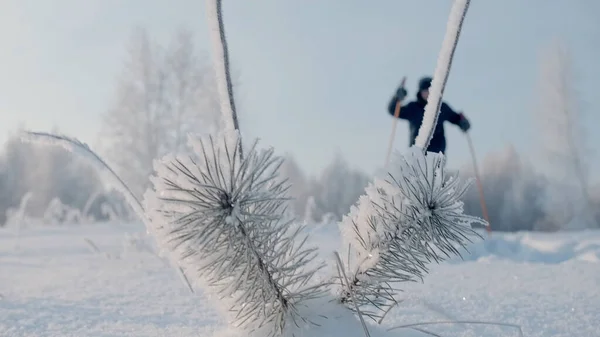 Muž, který cvičí skandinávskou chůzi v zimním lese. Kreativní. Osoba procházející se zimou sněží v lese vedle zasněžených stromů na pozadí jasného slunce a modré oblohy. — Stock fotografie