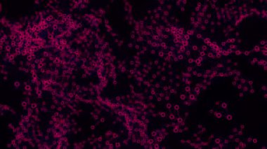 Yapay zeka ve sinir bilimi kavramı. Tasarım. Siyah bir zemin üzerinde bağlı pembe hücreler bulutu, pürüzsüz bir döngü.