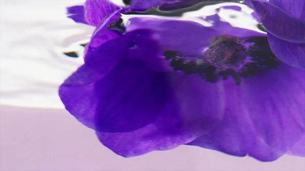 在水下俯瞰紫罗兰花蕾的近景.库存录像。透明水中的淡紫色花瓣. — 图库照片