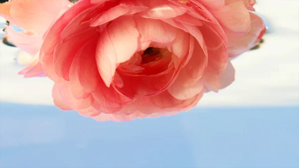 在透明的水族馆内,关闭的水槽打开了玫瑰芽.库存录像。水下美丽的花朵. — 图库照片