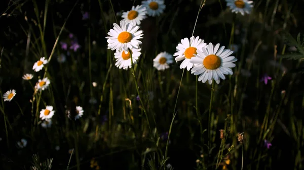 Manzanillas florecientes en el campo verde. Creativo. Primer plano de hermosas flores de verano en el prado. — Foto de Stock