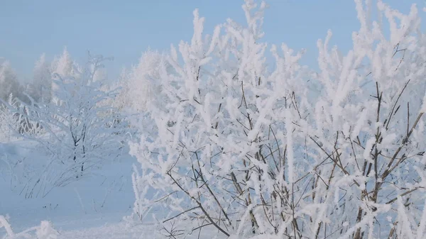 Prachtig winterbos in de vorst op zonnige dag. Creatief. Sneeuwwitje van schoon bos op winterdag. Bomen in het bos bedekt met vorst op ijzige winterdag — Stockfoto