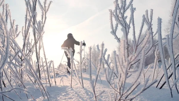 Un hombre practicando el senderismo escandinavo en un bosque invernal. Creativo. Una persona que camina a través de las nevadas invernales en el bosque junto a árboles cubiertos de nieve sobre un fondo de sol brillante y cielo azul. —  Fotos de Stock