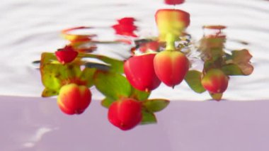 Güzel taze hiperikum meyveleri şeffaf suya daldırılıyor. Stok görüntüleri. Temiz suda kırmızı böğürtlen ve yeşil yapraklar, yaklaşın..