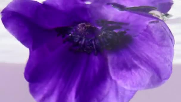 Închideți vederea laterală de a arunca un mugure de flori violet sub apă. Înregistrări stoc. Petale de liliac moi în apă transparentă. — Videoclip de stoc