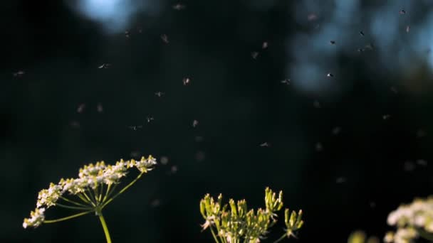 A flock of midges in the woods. Creative. Close up of summer white meadow flower with green stem and small insects flying above. — Stock Video