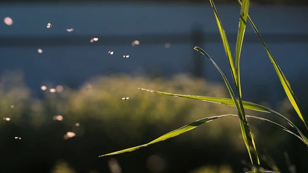 Mückenschwärme fliegen in Zeitlupe unter der gleißenden Sonne. Kreativ. Kleine Insekten fliegen über grünes Gras. — Stockfoto
