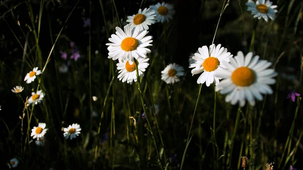Manzanillas florecientes en el campo verde. Creativo. Primer plano de hermosas flores de verano en el prado. — Foto de Stock