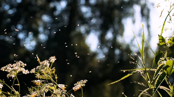 Weiße Mücken fliegen zufällig mit dem Wald im Hintergrund. Kreativ. Insekten fliegen im Sommergarten. — Stockfoto