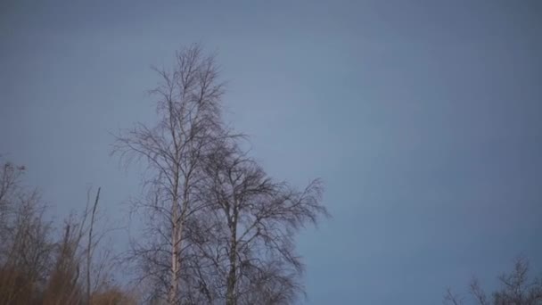 Нижний вид осеннего дерева на вечернем голубом облачном фоне неба. Клип. Ветреная погода с ветвями деревьев качается в вечернее время. — стоковое видео