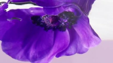 Suyun altında menekşe çiçeği tomurcuğu daldırmanın yan görüntüsü. Stok görüntüleri. Şeffaf suda yumuşak leylak yaprakları.