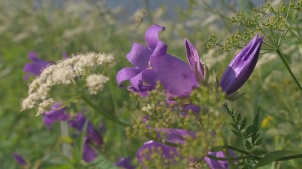 De belles petites cloches. Créatif. Les petites fleurs violettes poussant dans l'herbe verte fluctuent légèrement du vent. — Video