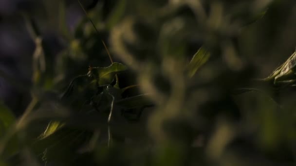 Een grote groene sprinkhaan. Creatief.sprinkhaan met grote groene lange snorharen zittend in het groene gras en versmelt met de achtergrond. — Stockvideo