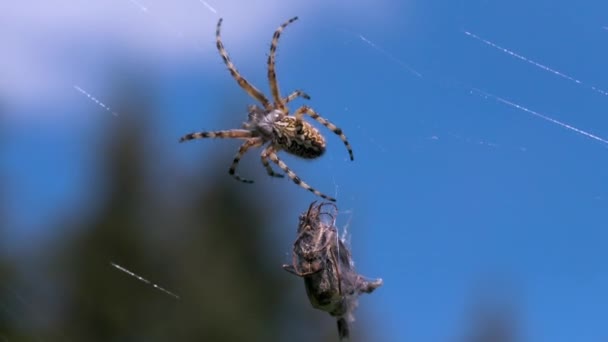 거미줄에 맹수 거미가 있어. 창의 성. 푸른 하늘 배경의 거미줄에 걸린 큰 거미입니다. 거미는 여름 목초지에서 인터넷에 앉아 — 비디오