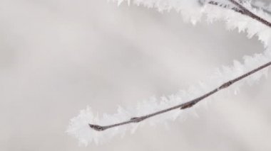 Bulanık arkaplandaki güzel donmuş ağaç dalına yaklaş. Yaratıcı. Kış doğası, don ve kar taneleriyle kaplı bir ağaç dalı..